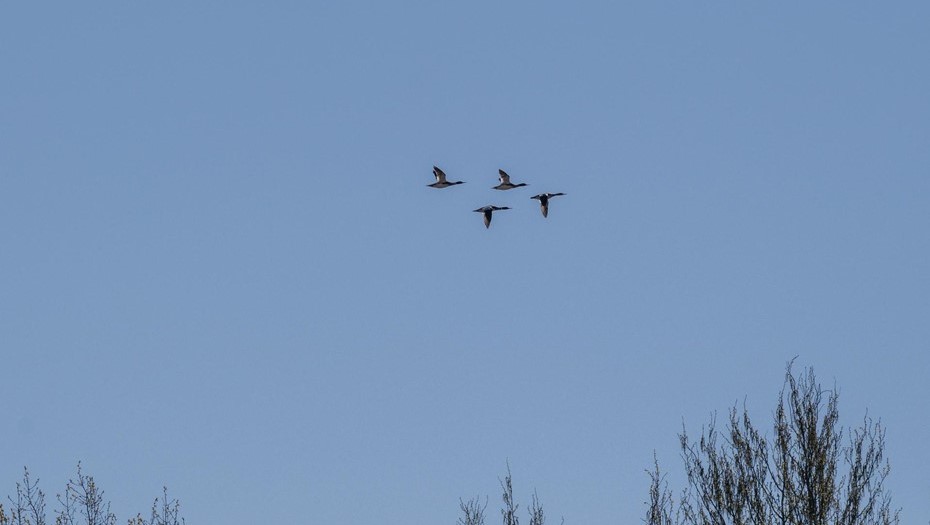 Финские военные не смогли отследить БПЛА из-за стай птиц.