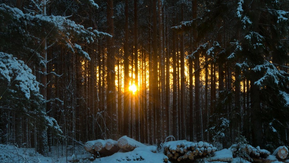 Лесистая местность в Финляндии. 