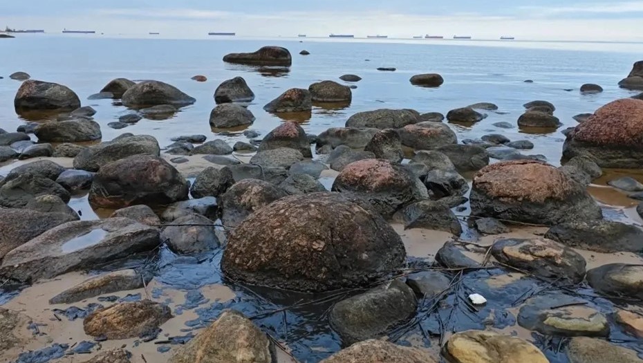 Разлив нефти обнаружили на берегу Финского залива в Кингисеппском районе Ленобласти Разлив нефти обнаружили на берегу Финского залива в Кингисеппском районе Ленобласти