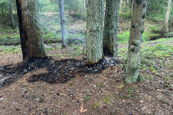 Последствия неправомерного розжига в лесу