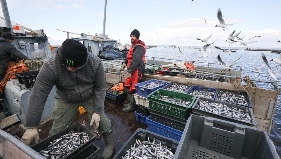 Вылов корюшки в Финском заливе