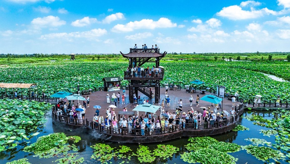 Туристы на поле цветущих лотосов в провинции Цзянсу на востоке Китая.