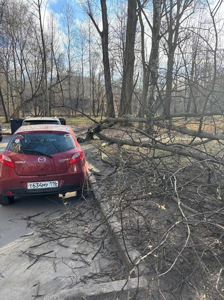 Петербуржцы жалуются на сильный ветер, который сносит указатели и деревья