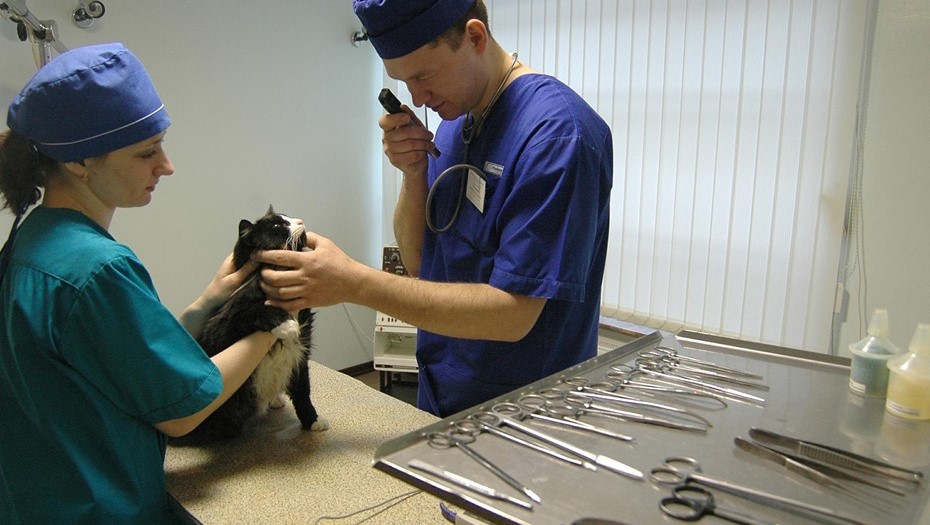 Ветеринарная клиника. Ветеринарная клиника.