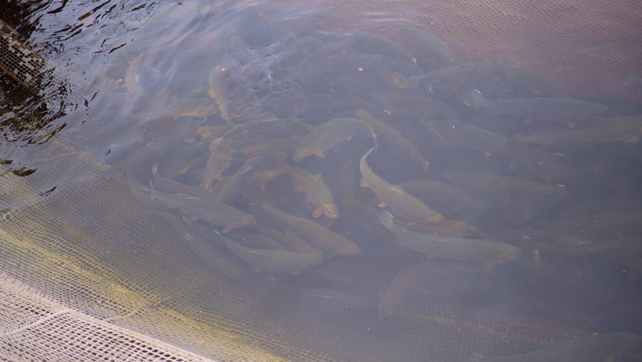 Завод по производству кормов для форели на основе личинок тропических мух запустят в Карелии