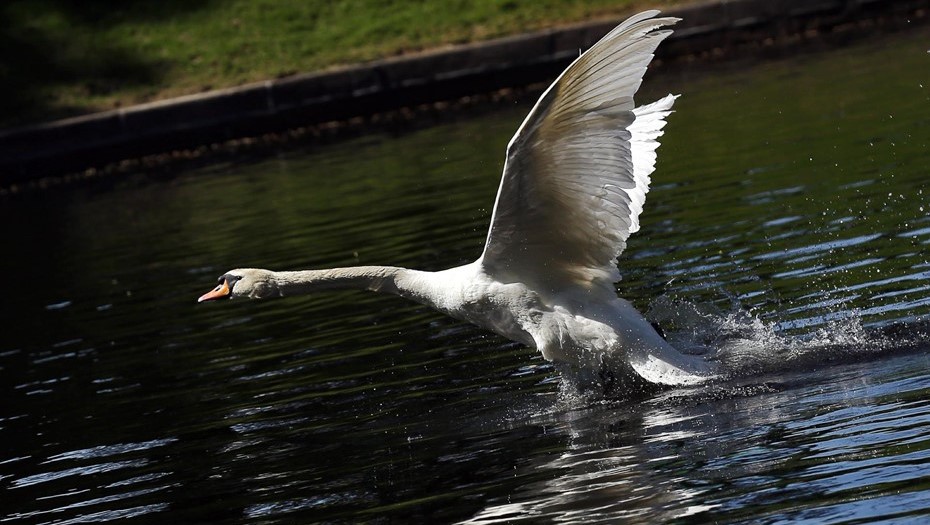 Белый лебедь-шипун. Белый лебедь-шипун.