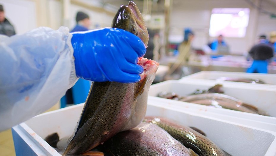 Радужная форель.