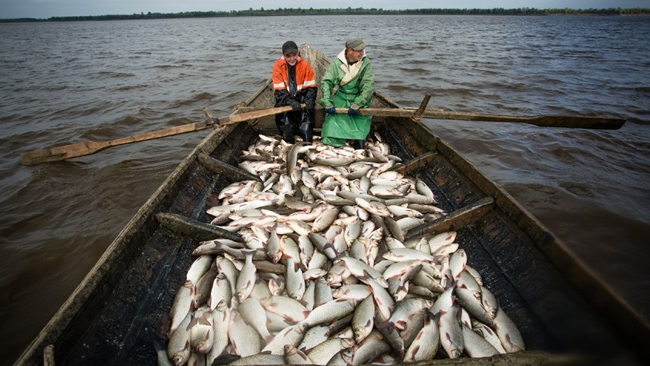 Вылов язя, архивное фото