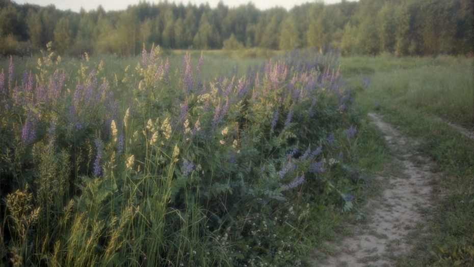 Люпины в поле.