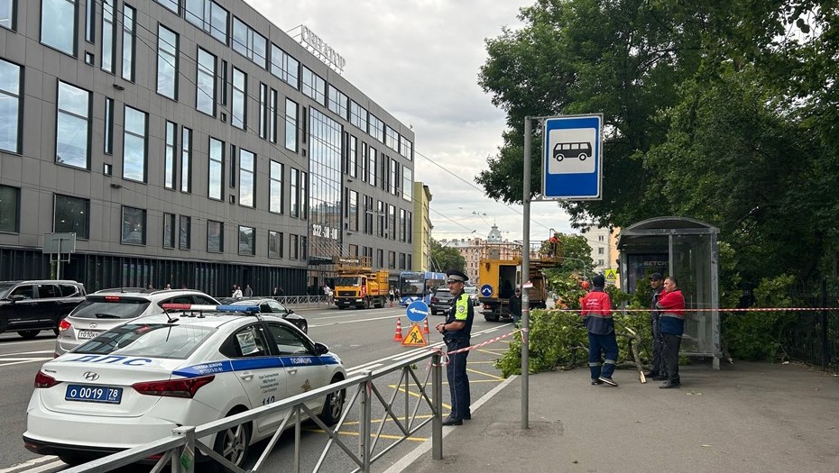 В Петербурге рухнувшие ветки остановили движение на проспекте Медиков В Петербурге рухнувшие ветки остановили движение на проспекте Медиков